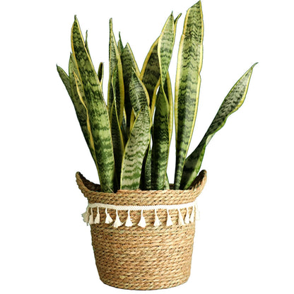 Canasto Seagrass 20 cm - Liso