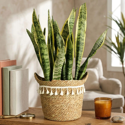 Canasto Seagrass 25 cm - Gris